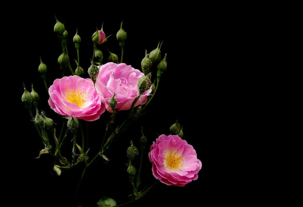 Pink Rose Petals Yellow Center Bud