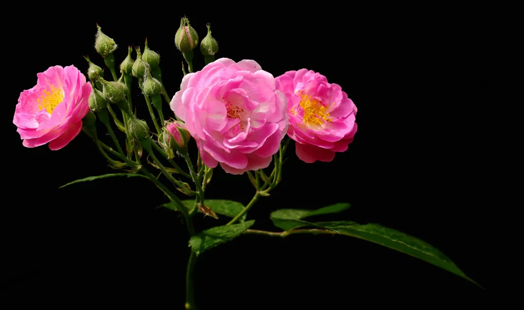 Pink Rose Petals Yellow Center Green dark Leaves