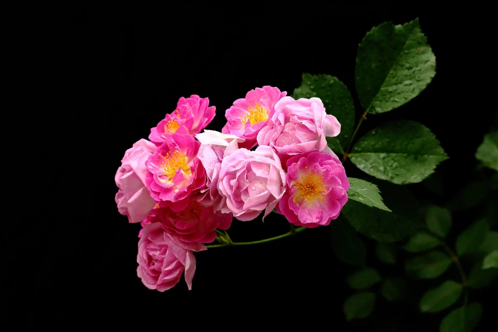 Pink Rose Petals Yellow Center Green dark Leaves