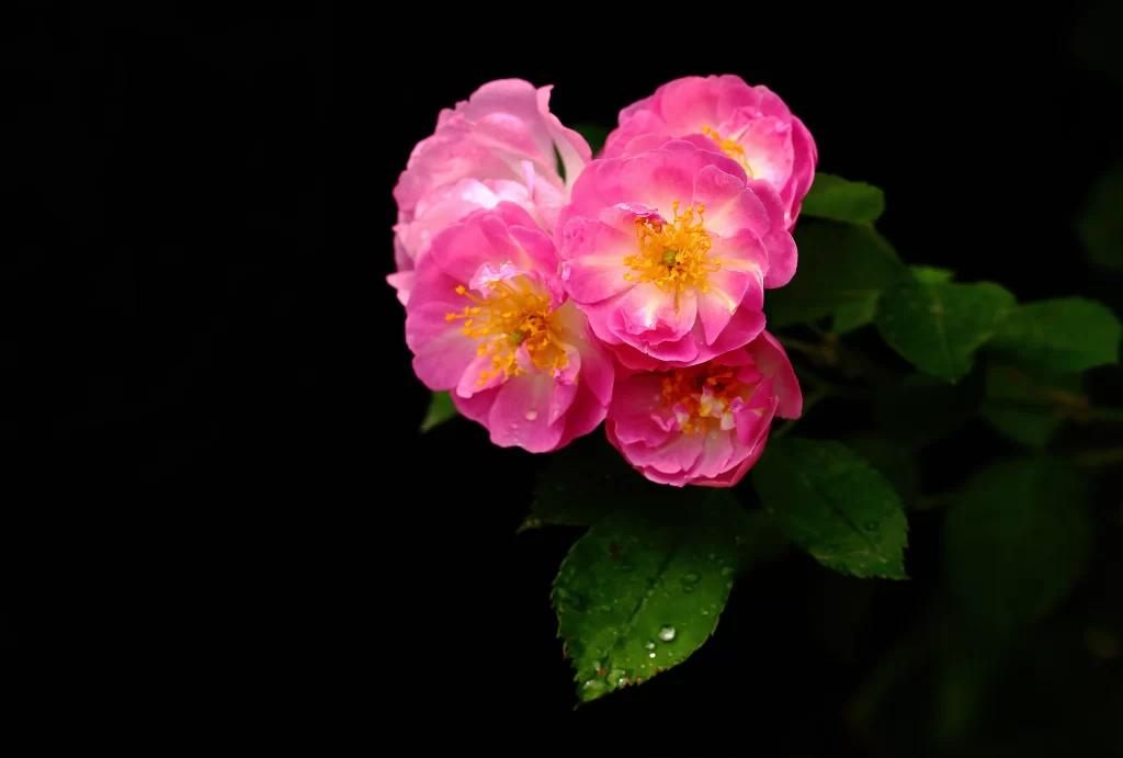 Pink Rose Petals Yellow Center Dewdrops