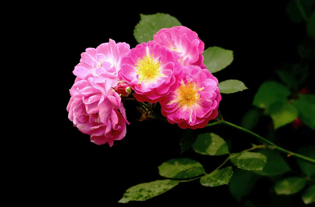Pink Rose Petals Yellow Center Green dark Leaves