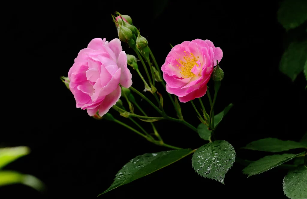 Pink Rose Petals Yellow Center Green dark Leaves
