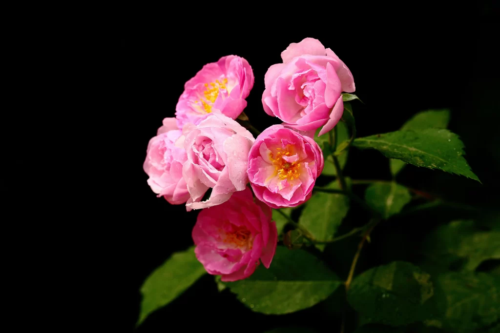 Pink Rose Petals Yellow Center Green dark Leaves