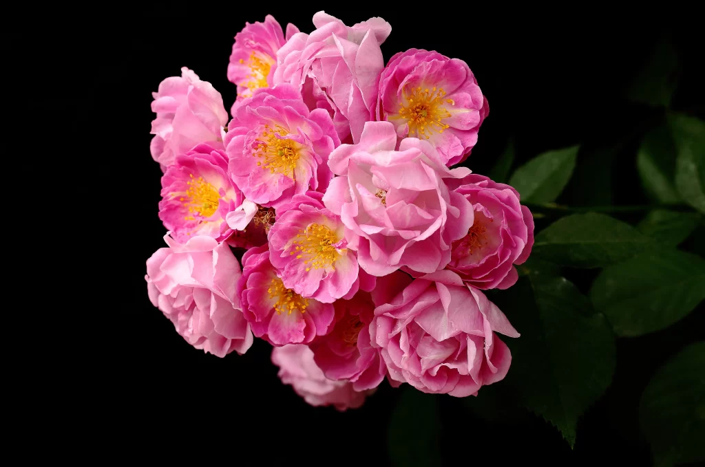 Pink Rose Petals Yellow Center Green warm Leaves