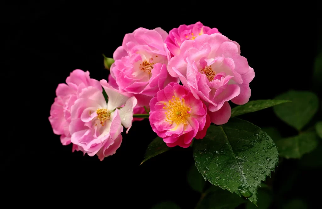 Pink Rose Petals Yellow Center Dewdrops Green Leaves