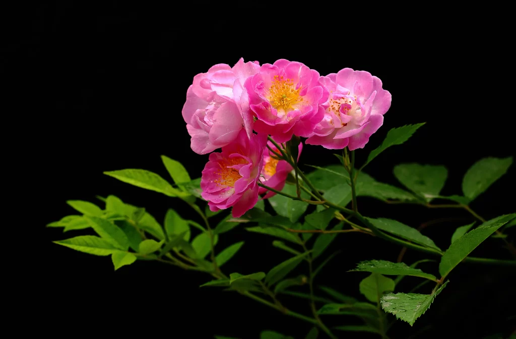 Pink Rose Petals Yellow Center Green dark Leaves