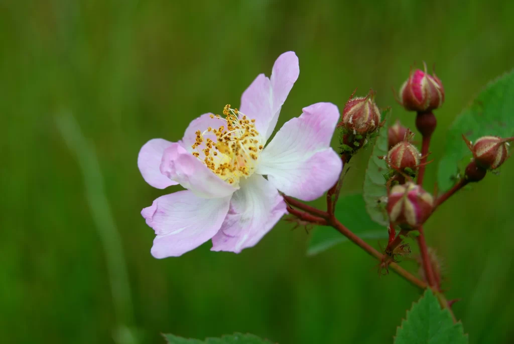 Pink Rose Petals Yellow Stamen Green warm Leaves