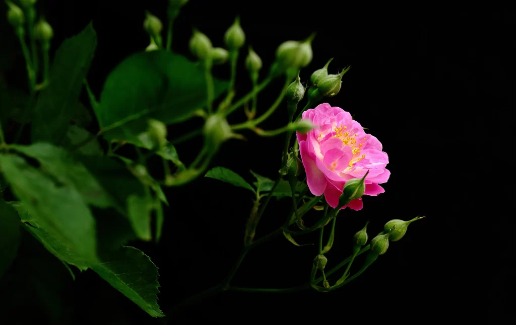 Pink Rose Petals Yellow Stamen Green dark Leaves