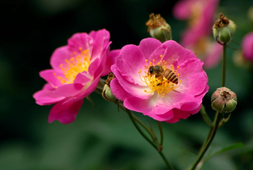 Pink Rose Petals Yellow Stamen Bee