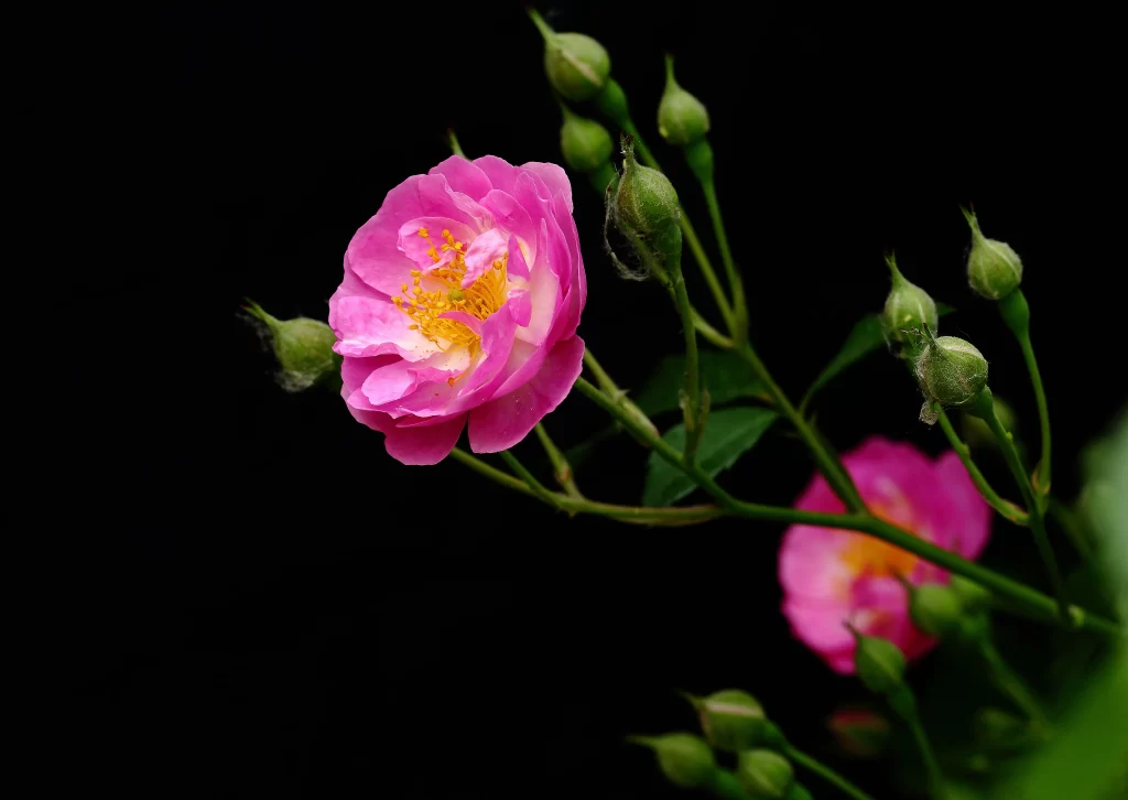 Pink Rose Petals Yellow Stamen Green Buds