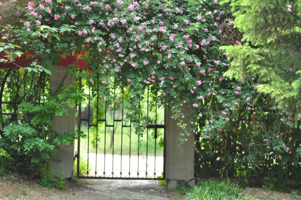 Pink Roses Blooming Petals Lush Greenery