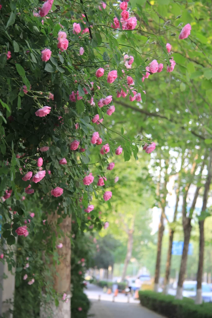 Pink Roses Blooming Petals Green warm Leaves
