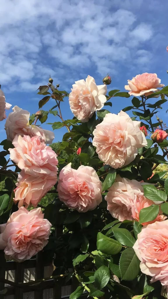 Pink Roses Blooming Petals Green Leaves Blue Sky