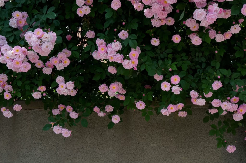 Pink Roses Blooming Petals Green dark Leaves