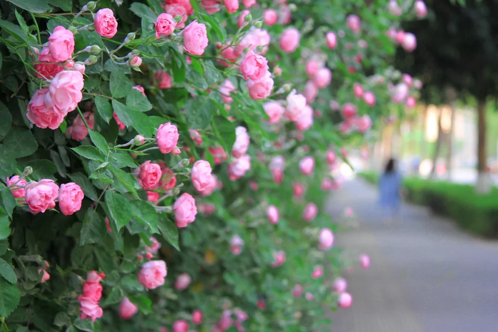 Pink Roses Bush Petals Green Leaves