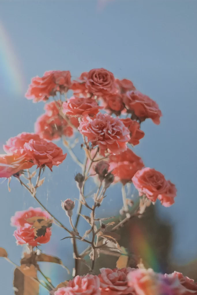 Pink Roses Petals Soft Focus Blue Sky