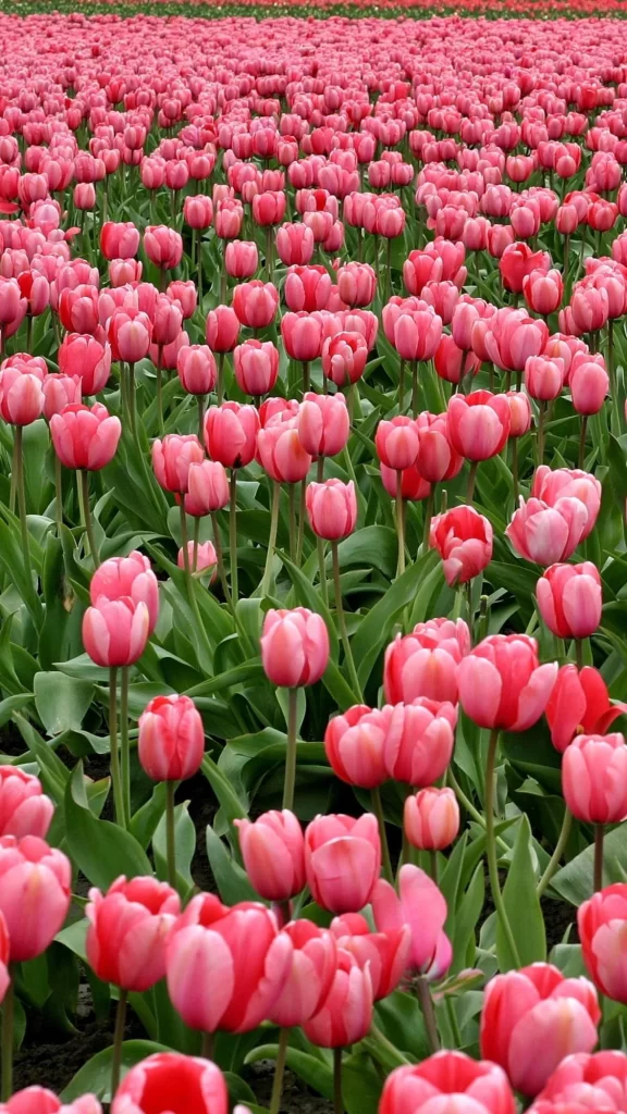 Pink Tulip Bloom Petals Green Leaves