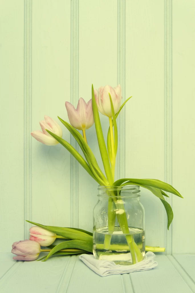 Pink Tulip Bloom Petals Vase Water