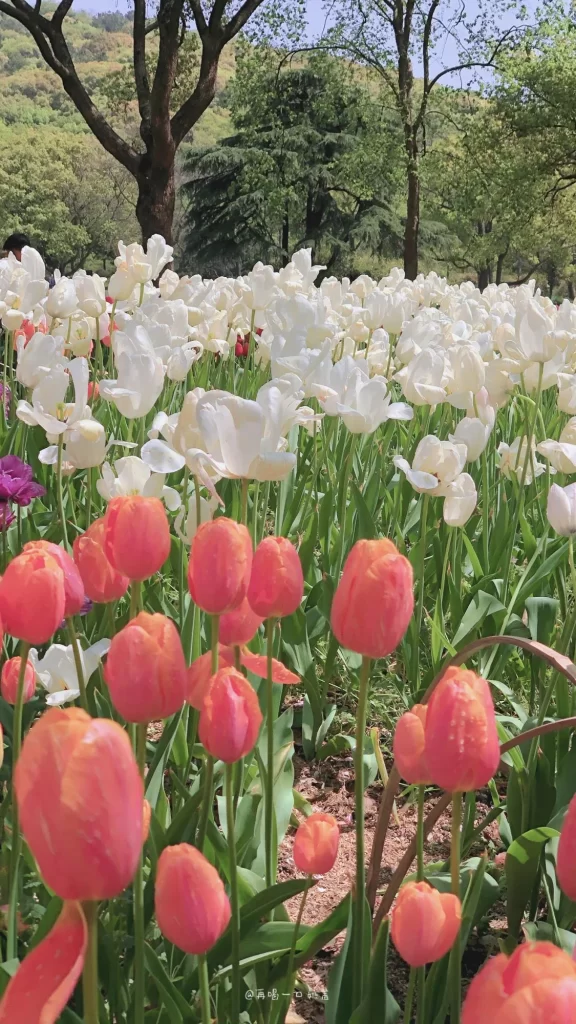 Pink Tulip Blooming Petals Greenery