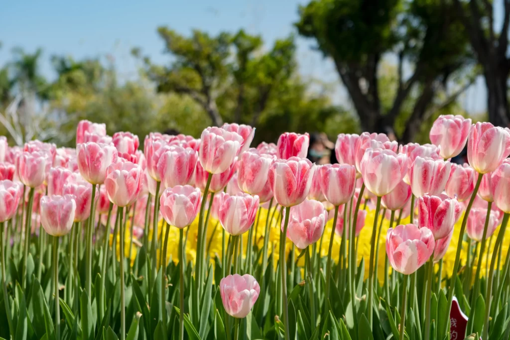 Pink Tulip Blooming Petals Green Leaves