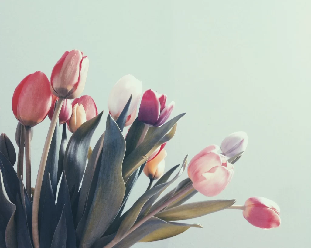 Pink Tulip Petals Soft Pastel
