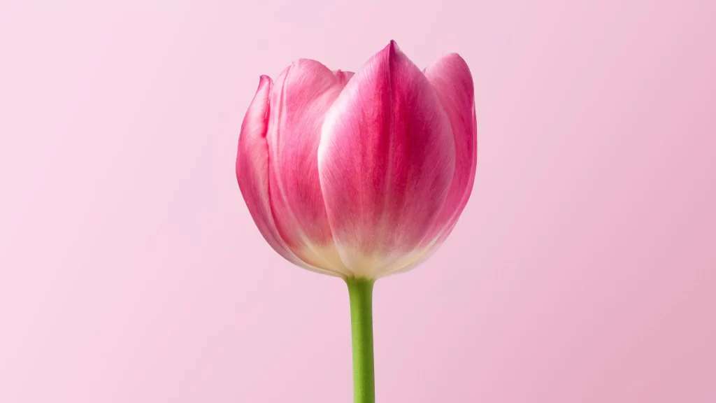 Pink Tulip Petals Stamen Stem