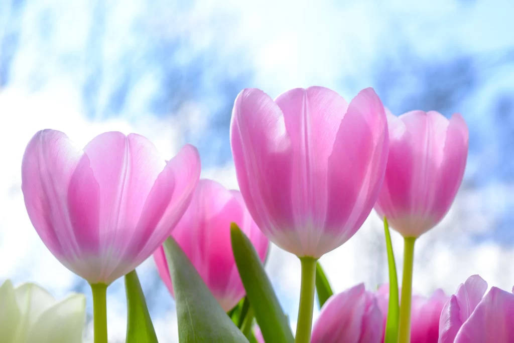 Pink Tulip Petals Stems Green Leaves