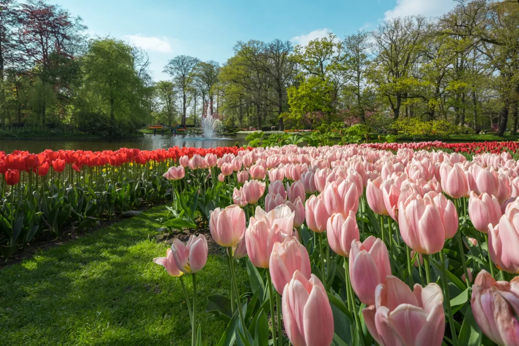 Pink Tulips Blooming Petals Greenery