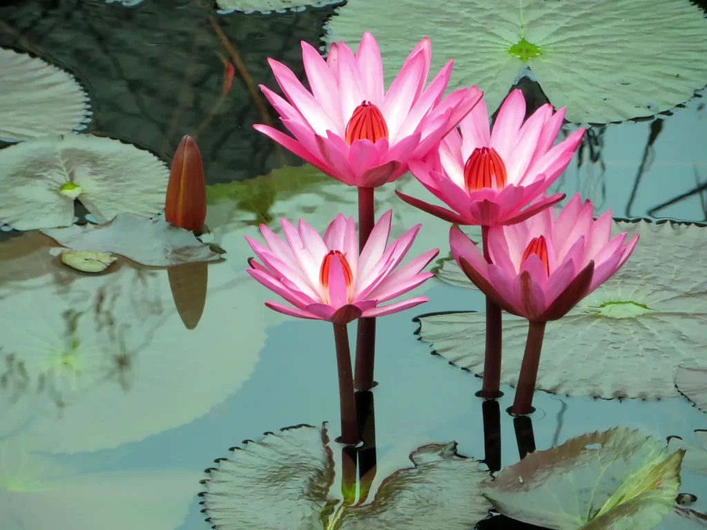 Pink Water Lily Petals Bloom Reflection