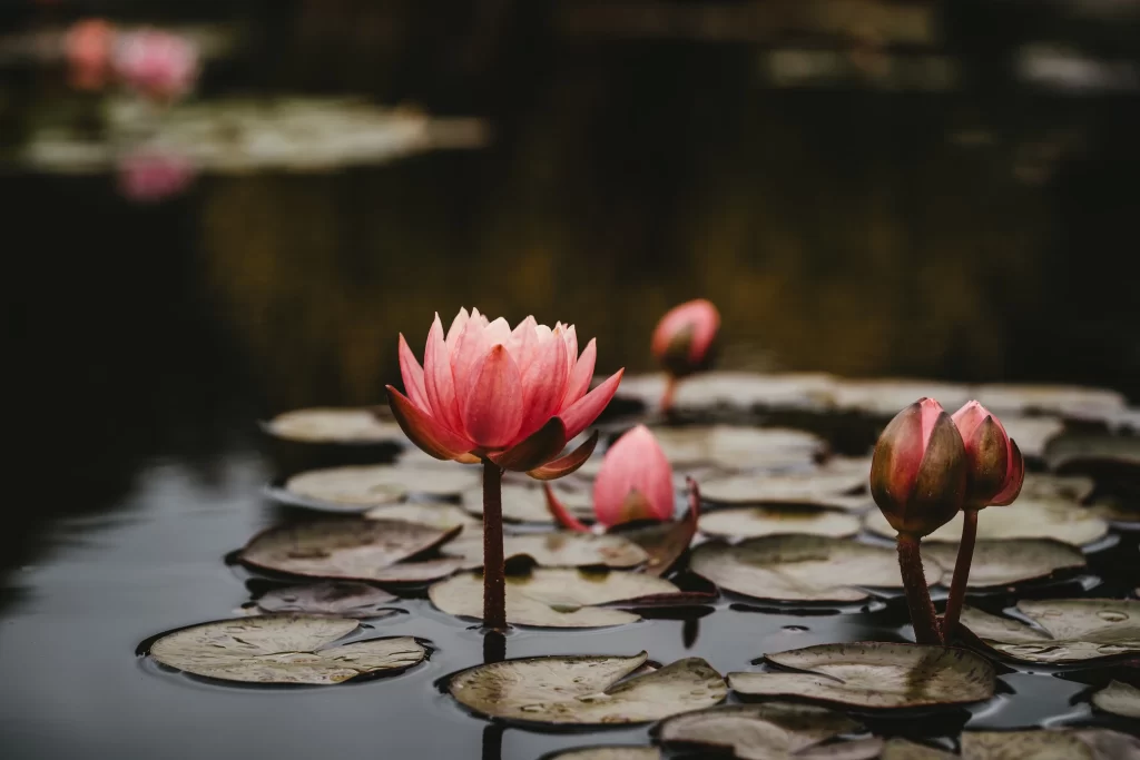 Pink Water Lily Petals Bud Lily Pads