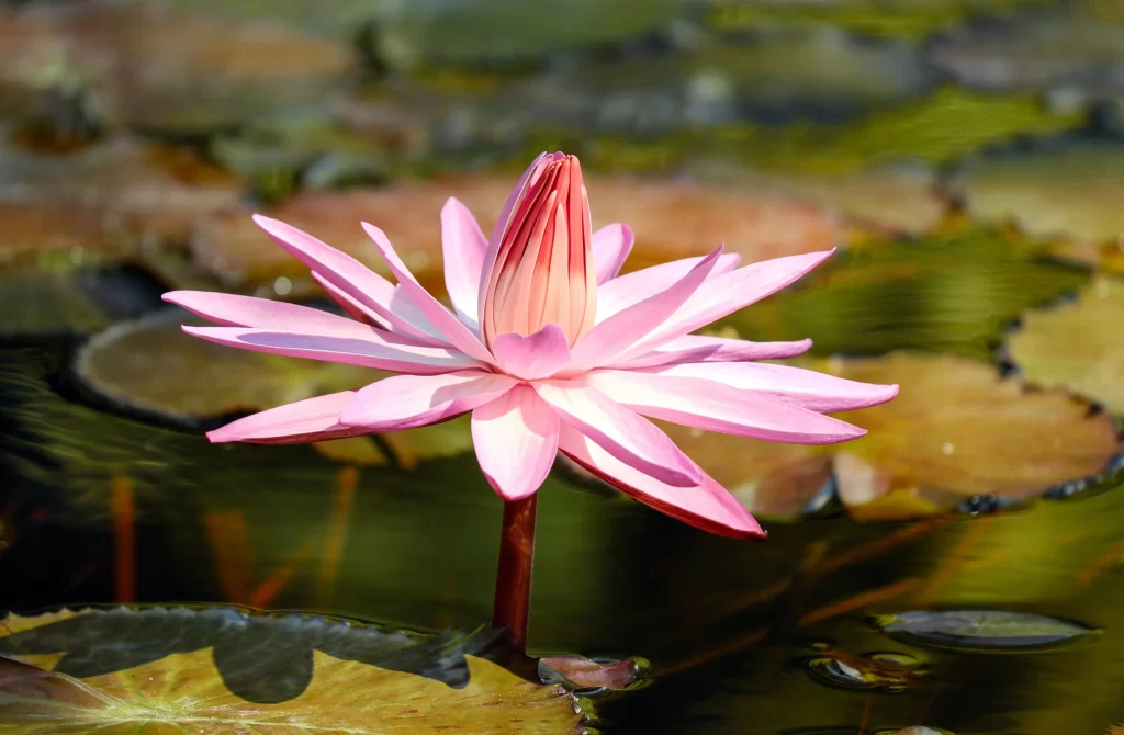 Pink Water Lily Petals Bud Green