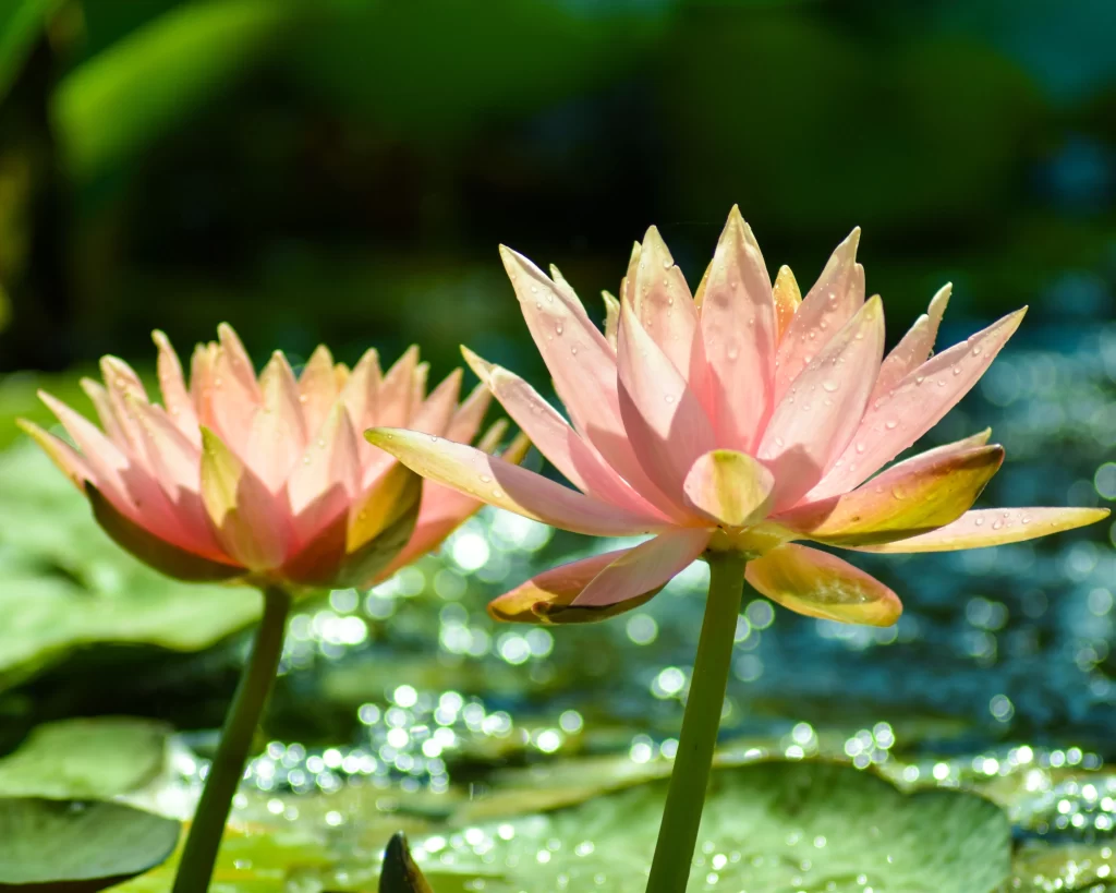 Pink Water Lily Petals Dewdrops Sunlight
