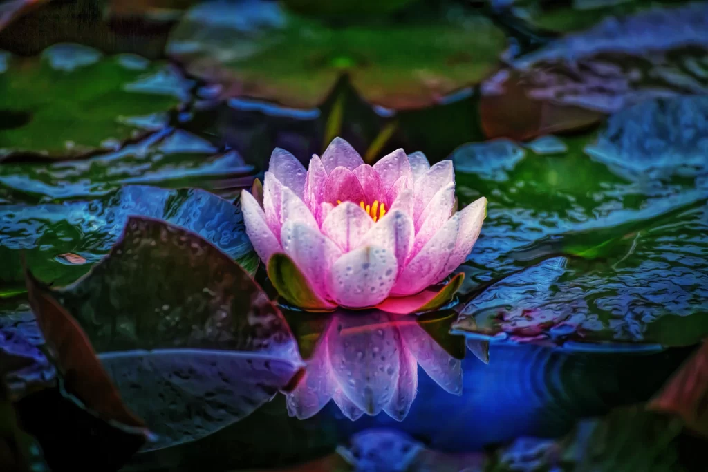 Pink Water Lily Petals Dewdrops Reflection