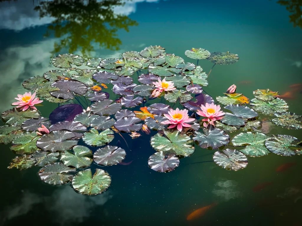Pink Water Lily Petals Green Leaves Pond