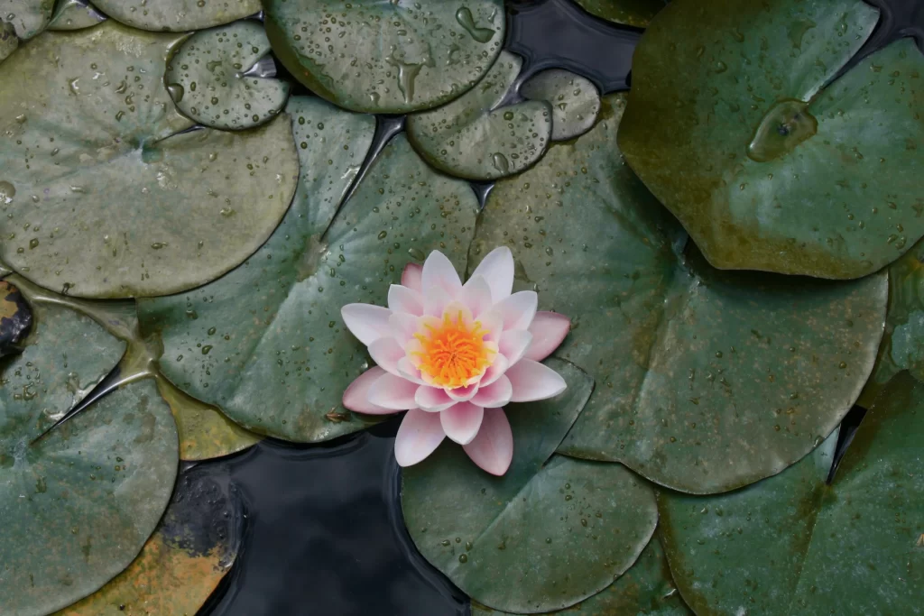 Pink Water Lily Petals Green Leaves Dewdrops