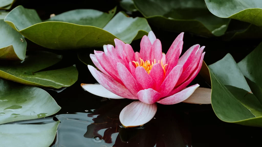 Pink Water Lily Petals Green gray Leaves