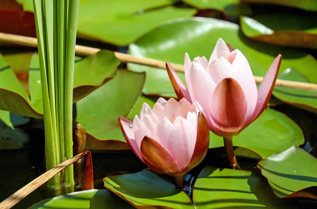 Pink Water Lily Petals Green warm Leaves