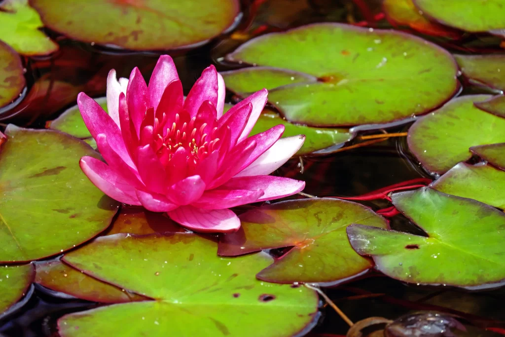 Pink Water Lily Petals Green warm Leaves