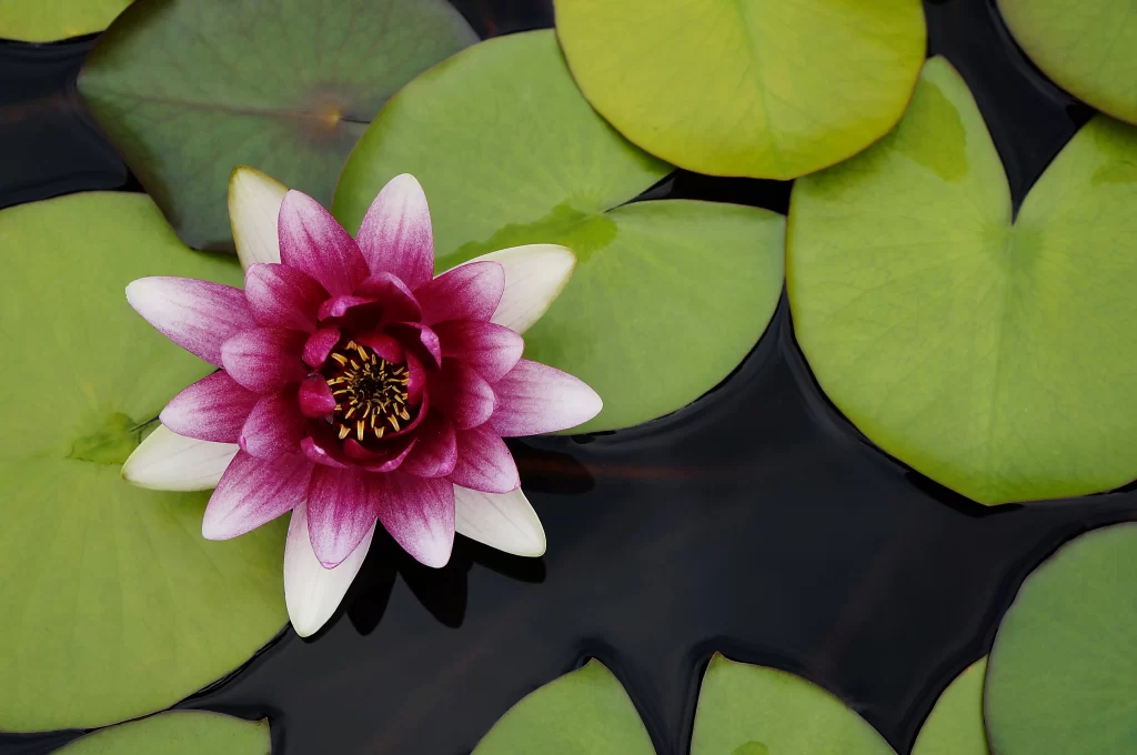 Pink Water Lily Petals Green warm Leaves