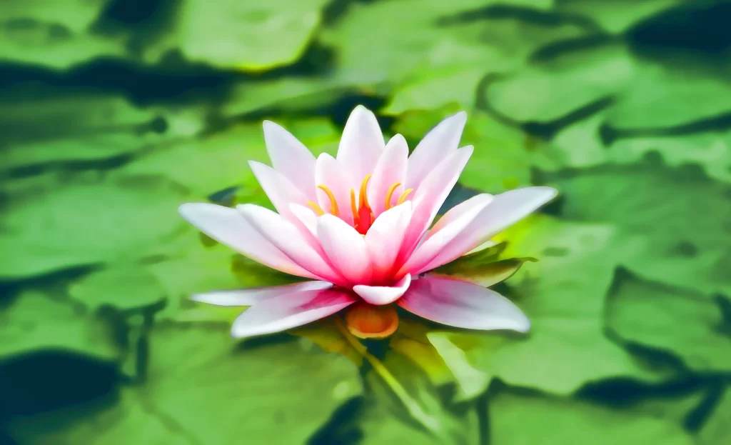Pink Water Lily Petals Green warm Leaves