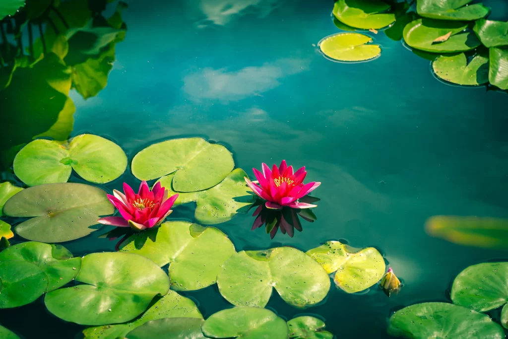 Pink Water Lily Petals Green Leaves cool Reflection