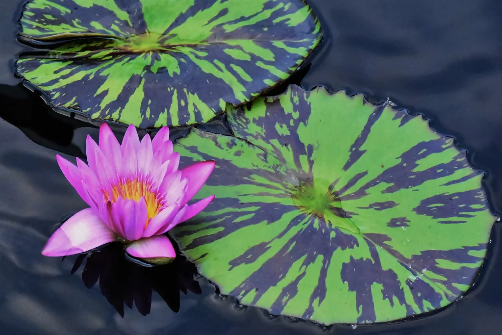 Pink Water Lily Petals Green gray Leaves