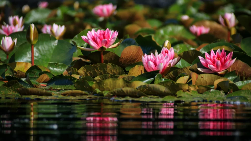 Pink Water Lily Petals Green Leaves gray Reflection