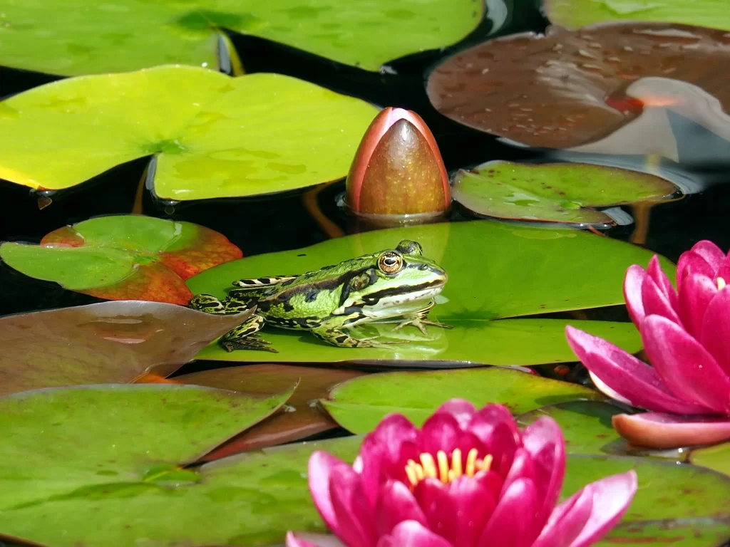 Pink Water Lily Petals Pond Frog