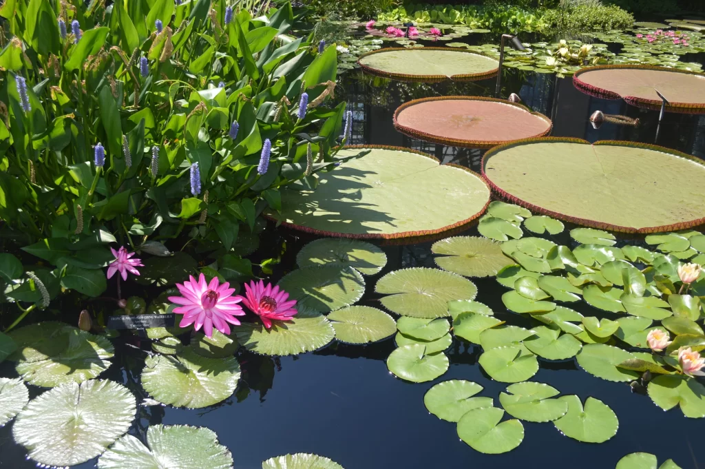 Pink Water Lily Petals Pond Green Leaves