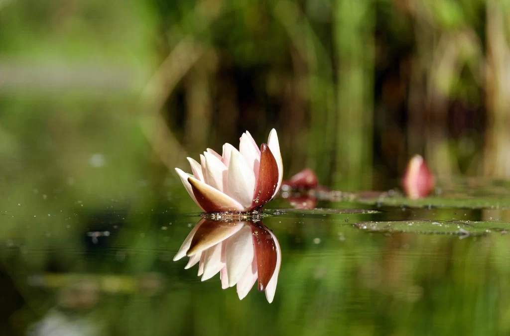Pink Water Lily Petals Reflection Greenery