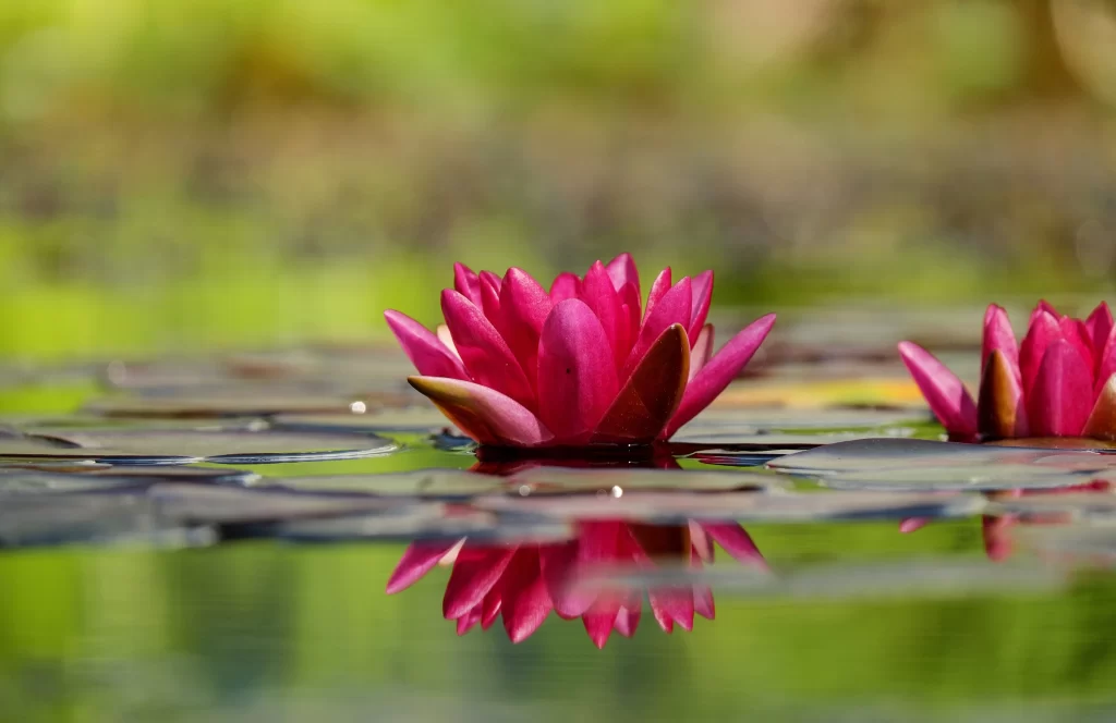 Pink Water Lily Petals Reflection warm Pond