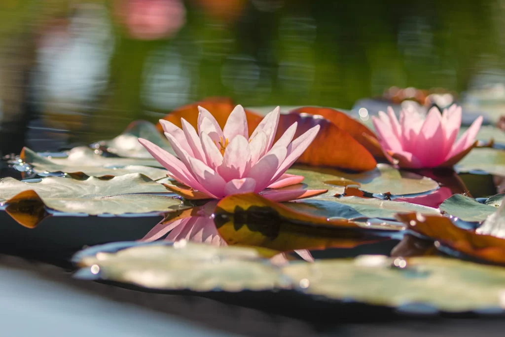 Pink Water Lily Petals Reflection gray Pond