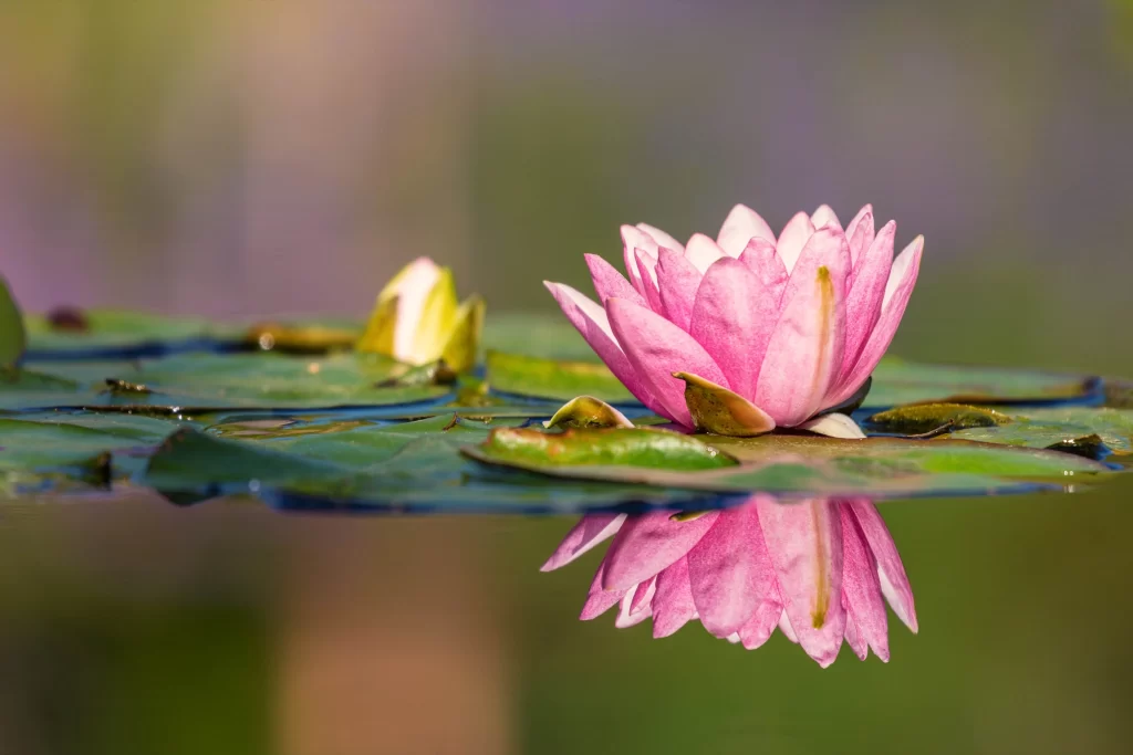 Pink Water Lily Petals Reflection Green Leaves
