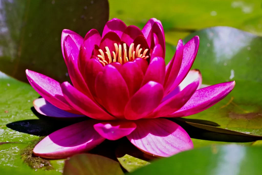Pink Water Lily Petals Yellow Stamen